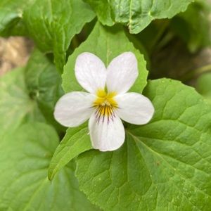 Meet your Posher, Madeline